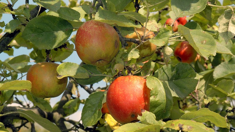 Äpfel der Sorte Boskoop am Baum