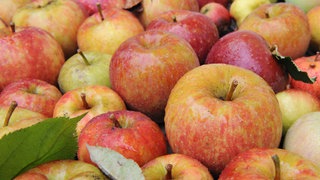 Verschiedene Apfelsorten: Da kann kein anderes Obst mithalten. Äpfel sind preiswert, wachsen regional, enthalten viele gesunde Polyphenole, sind ein perfekter Snack und vielfältig zu verarbeiten.