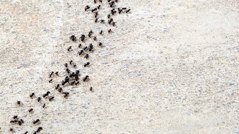 Mehrspurige Ameisenstraße. Wie kann man Ameisen im Haus, Garten oder auf der Terrasse bekämpfen?