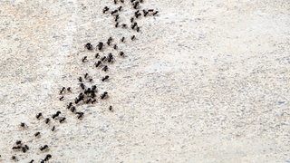 Mehrspurige Ameisenstraße. Wie kann man Ameisen im Haus, Garten oder auf der Terrasse bekämpfen?