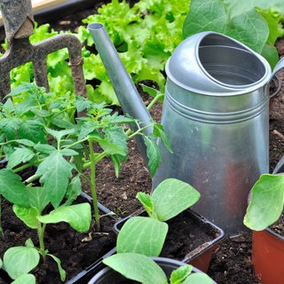 Gemüsepflanzen und Gießkanne im Garten