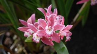 Orchidee