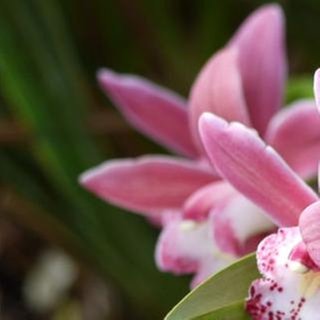 Orchidee