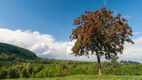 Vogelbeere, Eberesche