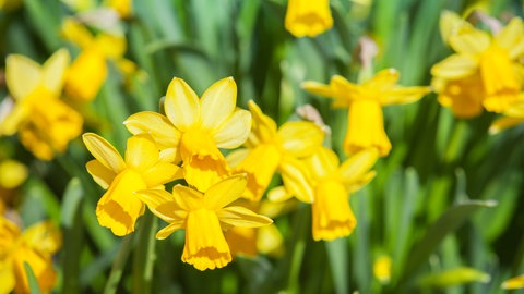 Prächtige Frühblüher: Osterglocken im Garten zeigen mit als die ersten Blumen im Frühjahr, dass der Winter vorbei ist. 