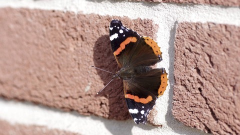 Schmetterling sitz an Klinkersteinen