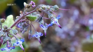 Blaue Blüten