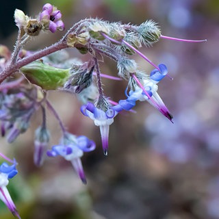 Blaue Blüten