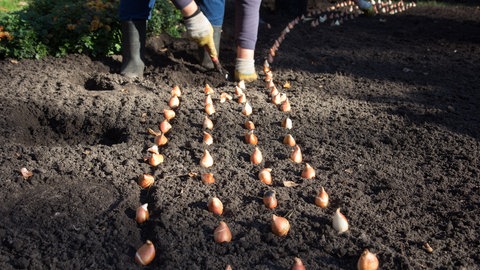 Gärtnerin steckt Zwiebeln in Beet