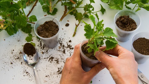 Pflanzen über Stecklinge selbst vermehren