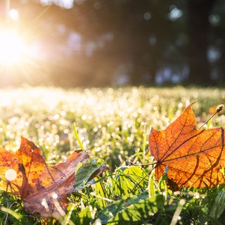 Rasen mit bunten Blättern im Herbst