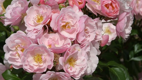 Rose Utopia