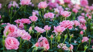 Rosen im Garten