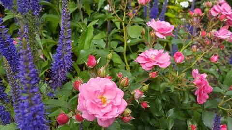Rosenbeet