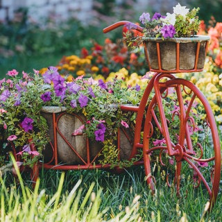 Blühendes Blumengarten im Garten im Sommer