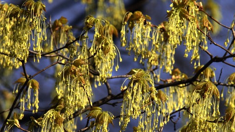 Blätter und Blüte des blühenden Schneeballahorns vor blauem Himmel. Der Ahorn ist gut geeignet für kleine Gärten.
