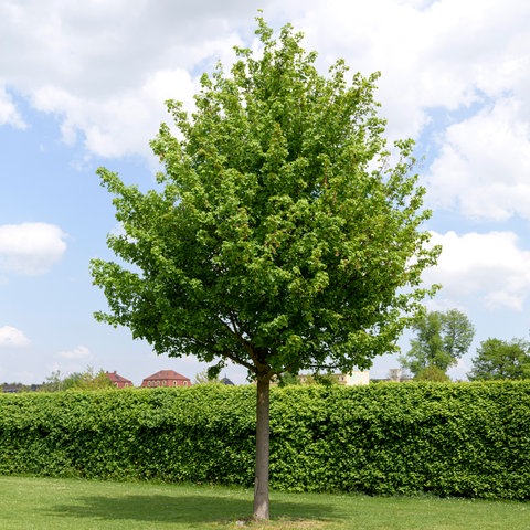 Ein Feldahorn steht auf einem Rasen in einem Garten vor einer Hecke. Wenn der Ahorn zurechtgeschnitten wurde, passt er gut in kleine Gärten.
