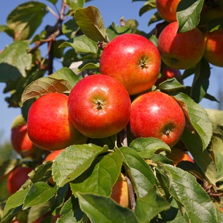 Apfelbaum pflanzen: Welche Apfelsorten sind pflegeleicht? Mehrere rotbackige Äpfel der Apfelsorte "Gerlinde" hängen an einem Apfelbaum in der Sonne.