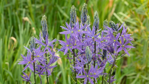 Die Blüten der Leichtlins Prärielilie (Camassia leichtlinii Caerulea) auf einer Wiese im Garten. Die Blumenzwiebeln sollten Sie im Herbst setzen.