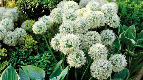 Die Blüten des Zierlauchs der Sorte Mount Everest. Die Blumenzwiebeln sollten Sie im Herbst setzen.