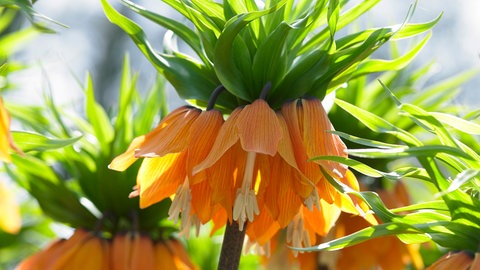 Die Blüte der Kaiserkrone (Fritillaria imperialis Blom's Orange Perfection). Die Blumenzwiebeln sollten Sie im Herbst setzen. 