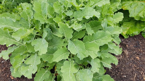 Ewiges Gemüse pflanzen: Die grünen Blätter des ewigern Kohl im Garten