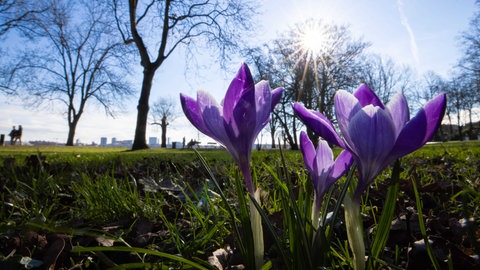 Krokusse blühen im Frühling auf einer Wiese. Die Blumen zählen zu den Frühblühern.