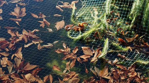 Ein Netz über einem Gartenteich erleichtert die Pflege im Herbst, um den Teich für den Winter vorzubereiten. So lässt sich das Laub leichter aus dem Wasser holen.  