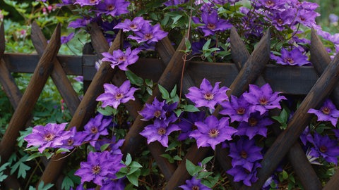 Clematis der Sorte "The President" an einem Gartenzaun mit tollen blauen Blüten.