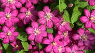 Die gemeine Waldrebe oder auch Clematis genannt mit der "Ville de Lyon"-Blüte.