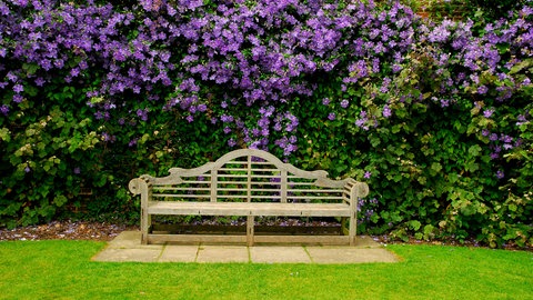 Die Waldrebe (Clematis viticella) in einem Garten hinter einer Holzbank.