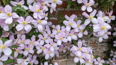 Clematis der Sorte "Montana" wachsen an einer schönen Steinmauer entlang.