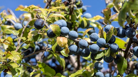 Gartentipp Hecke: eine Schlehe mit blauen Beeren