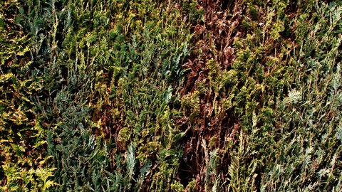 Gartentipp Hecke: Eine Thujahecke mit braunen Stellen