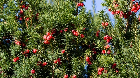 Alternative Hecken: die Eibe mit roten Beeren