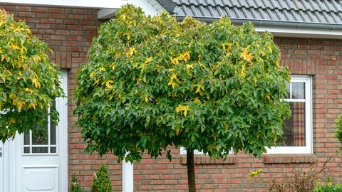 Der Kugel-Amberbaum in einem kleinen Vorgarten vor einem Haus