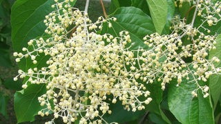 Die Blüte der Poliothyrsis Sinensis, auch Perlenblüte genannt. Der Baum verträgt Hitze sehr gut. 