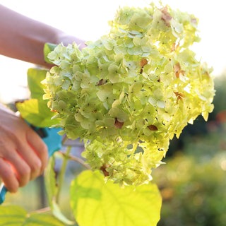 Hortensien schneiden und überwintern: Ein Gärtner schneidet Hortensien mit der Gartenschere.