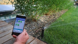 Eine Hand hält ein Smartphone, auf dem eine App zur Bewässerung des Gartens offen ist, davor ist eine laufende Sprinkleranlage auf dem Rasen.