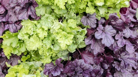 Abbildung einer grün- und lila-farbenen Staude namens Purpurglöckchen (Heuchera)