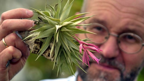 Exotische Pflanze: Tillandsien richtig pflegen. Ein Mann hält eine Tillandise in der Hand und betrachtet sie.