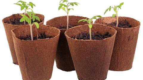 Gartentipp: Tomaten selbst züchten.