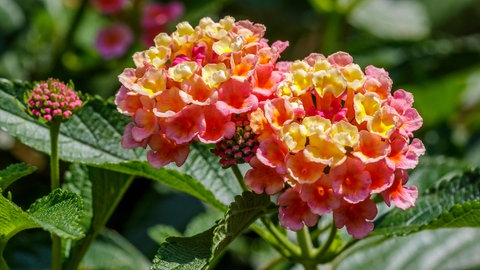 Diese Blume blüht den ganzen Sommer: Wandelröschen in zartem Pink und Gelb