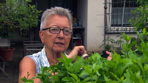 Eine Frau mit Brille schneidet eine Hecke in der Kleingartenkolonie Gartenfreunde Rheinau in Mannheim.