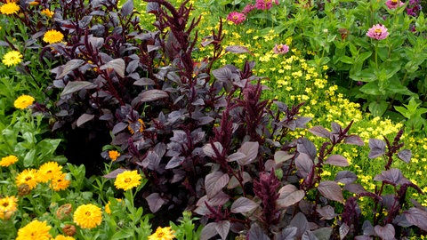 Der Gemüse-Amaranth wächst neben Blumen in einem Blumenbeet und sieht mit seinen dunkelroten Blättern sehr attraktiv aus.