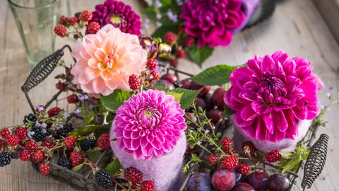 Ein Drahtkorb mit Dahlien, Brombeerästen und Zwetschgen.
