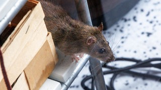 Eine Ratte sitzt in einem Regal | So bekämpft ihr Ratten in Haus und Garten