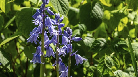 Hasenglöckchen | Für einen bunten Garten im Frühling: Jetzt Blumenzwiebeln pflanzen
