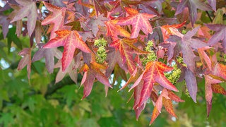 Die farbenfrohen Blätter des Amberbaums färben sich im Herbst gelb, orange und ihre Früchte werden dunkelbraun.