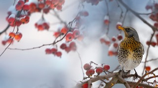 Vogel sitzt auf Weißdornstrauch